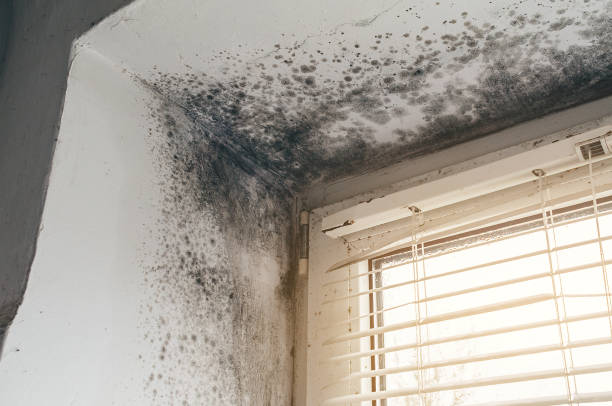 Affordable Basement Mold Removal solutions in Denville, NJ