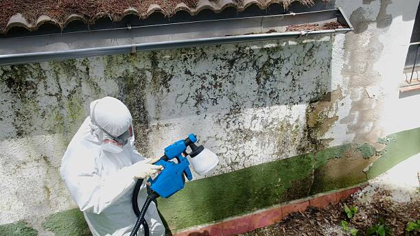 Top rated local Basement Mold Removal specialists in Denville, NJ